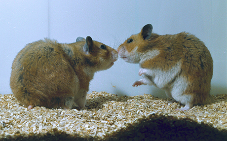 Golden hamsters (Mesocricetus auratus) 