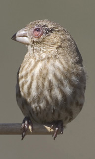 House finch