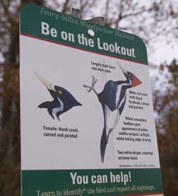woodpecker sign