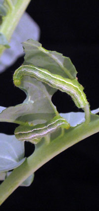 Cabbage looper larvae