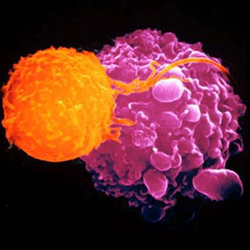 Illustration of T-cell killing a cancer cell