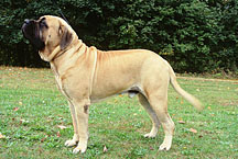 English mastiff