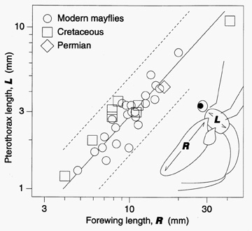 Size measurements of mayfly wings
