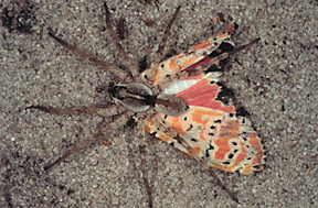 rattlebox plant make Utetheisa ornatrix moths distasteful to spider