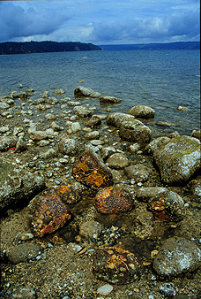 Rocks in a shallow-water nest of a type I male plainfin midshipman fish