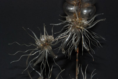 Apolomia uvaria (siphonophore)