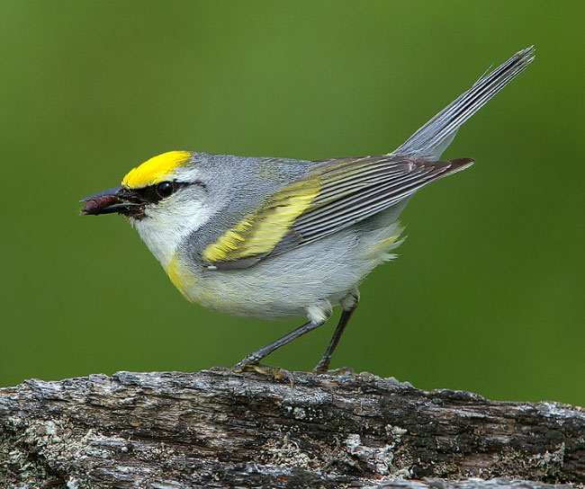 Brewster's Warbler