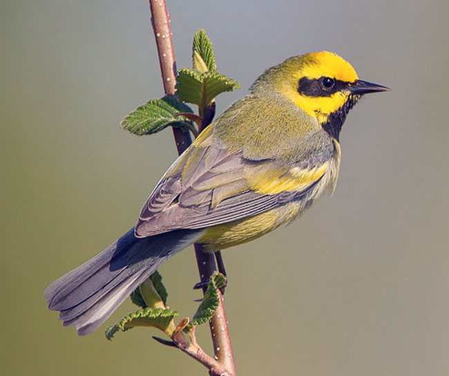 Lawrence's Warbler