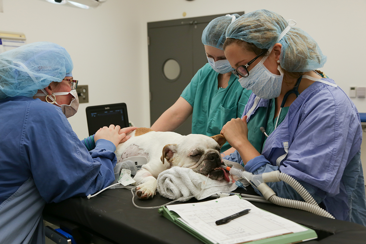dog prepared for surgery