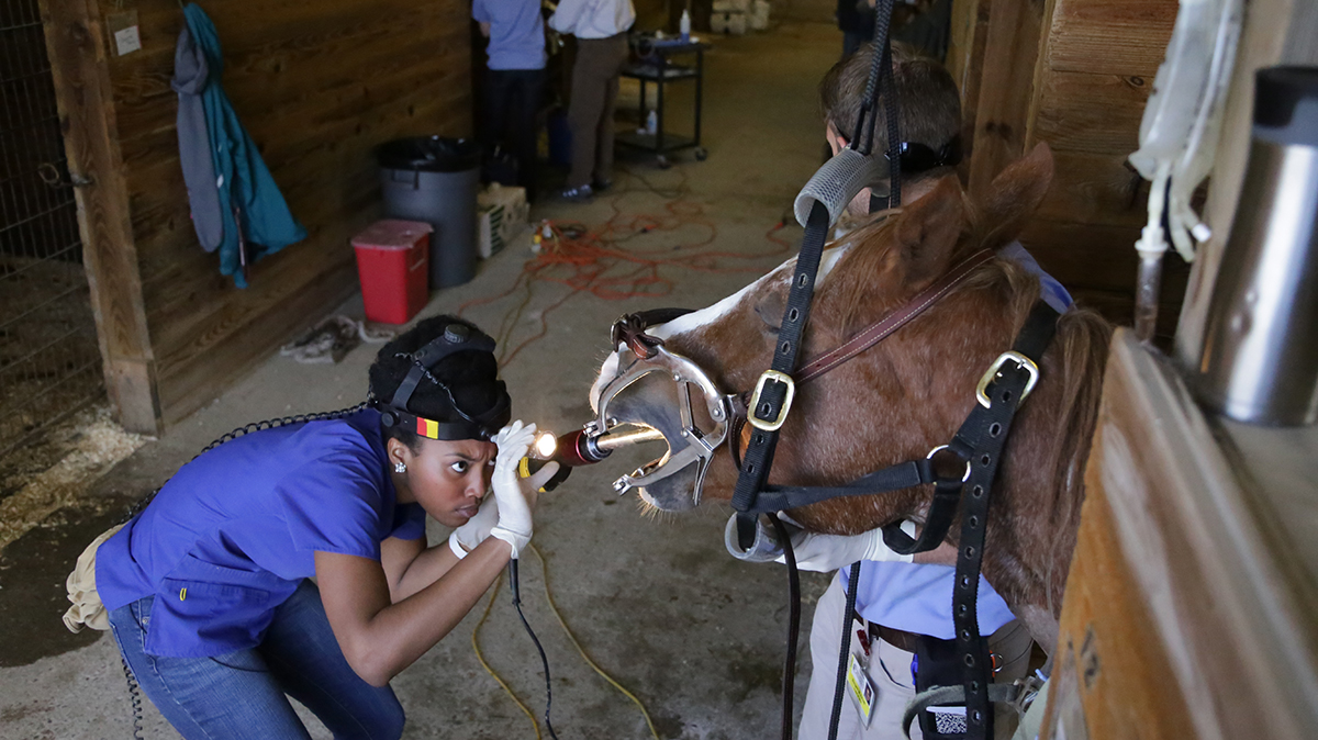 Student checks horse's mouth