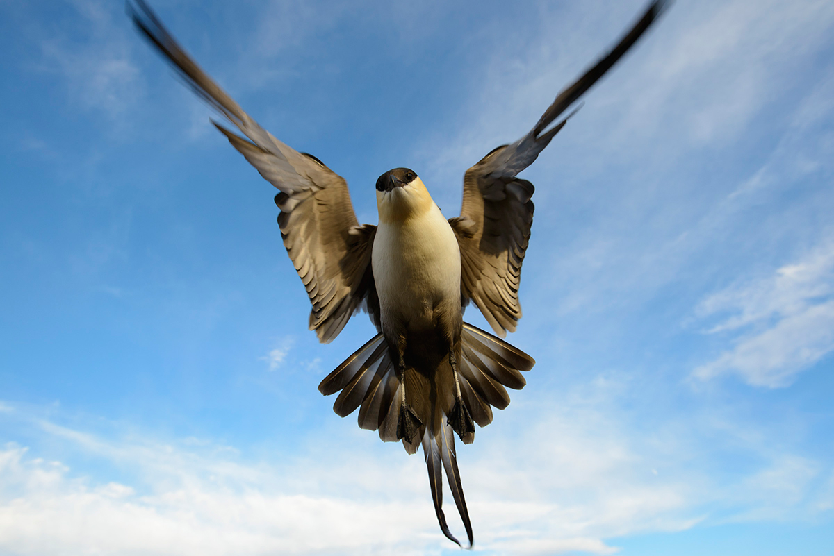 Long-tailed Jaeger
