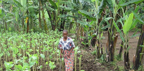 Women in Kenyan sukuma wiki field