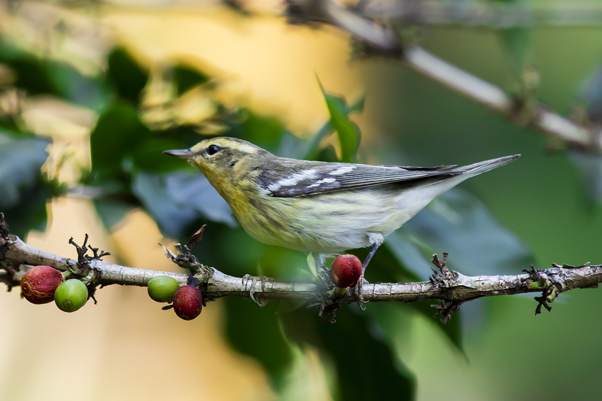 Blackburnian warbler