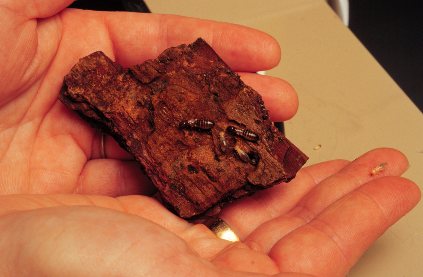 Z. nevadensis termites