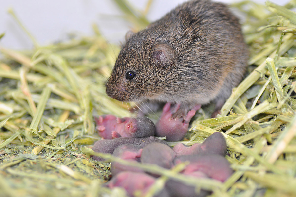 prairie vole