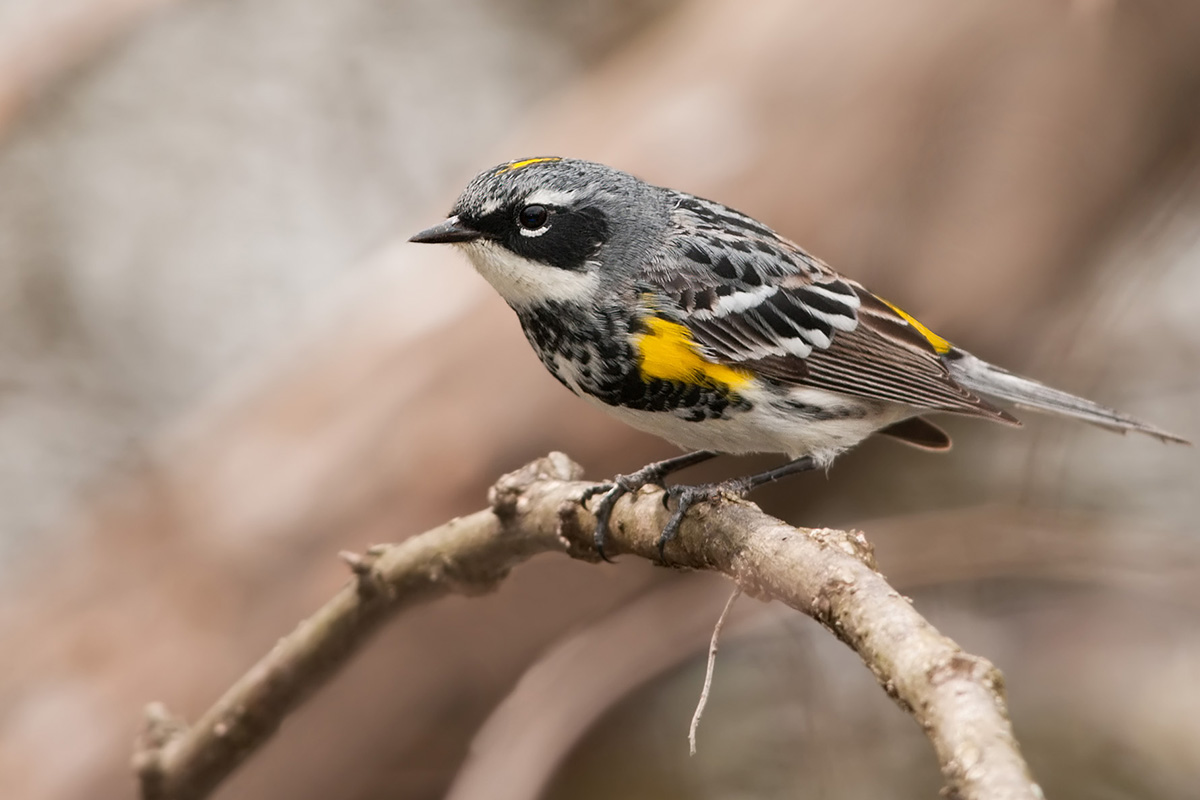 Yellow-rumped warbler