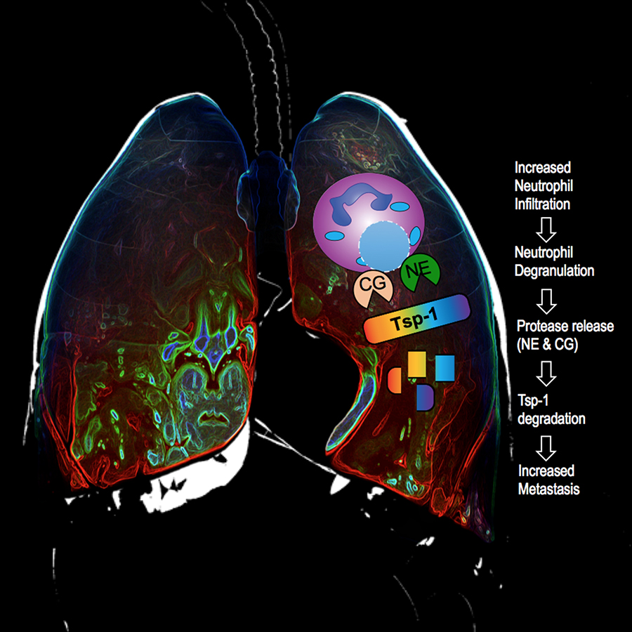 Inflamed lungs