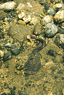 ype I male plainfin midshipman fish