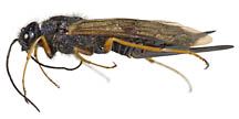 adult female woodwasp