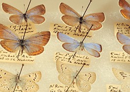 Lycaenid butterflies