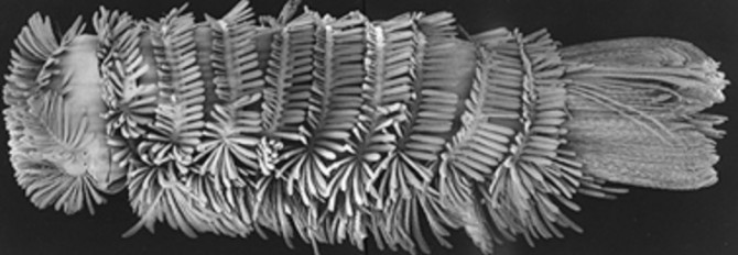 porcupine-Velcro millipede