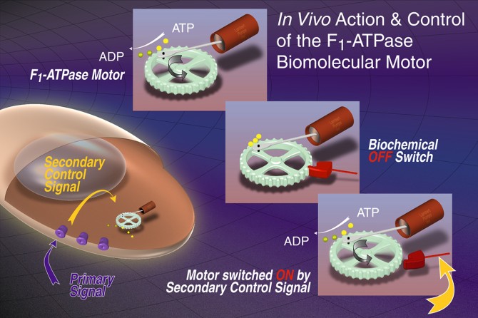 a future application of Cornell's molecular motor research