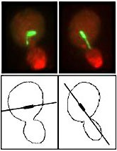 immunofluorescence microscopy and drawings of yeast cells