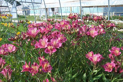 Mauve Majesty is a new pinkish-purple ornamental flower