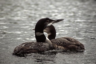 An adult loon with an almost fully grown chick