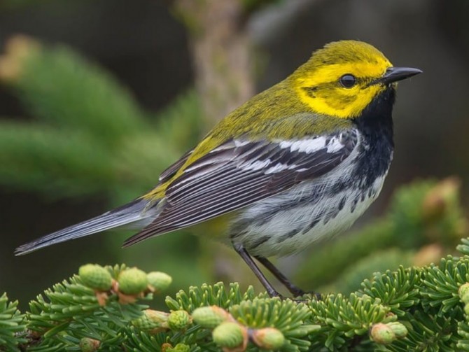 a male black-throated green warbler