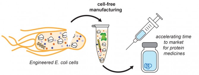 Cell-free extract diagram