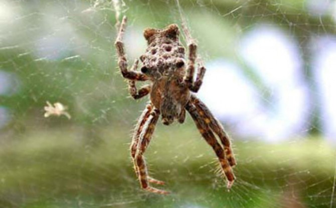 Large female spider monitoring her web