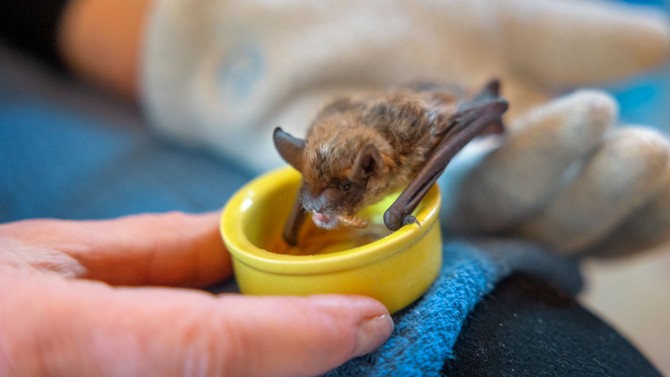 Bat eats mealworms