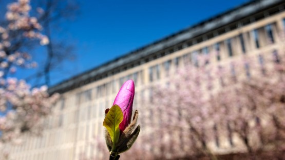 Spring flowers by Olin Library.