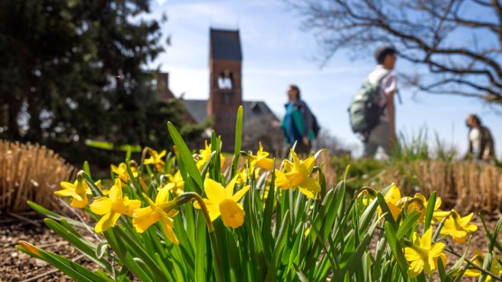 Daffodils brighten the path near Sage Chapel.