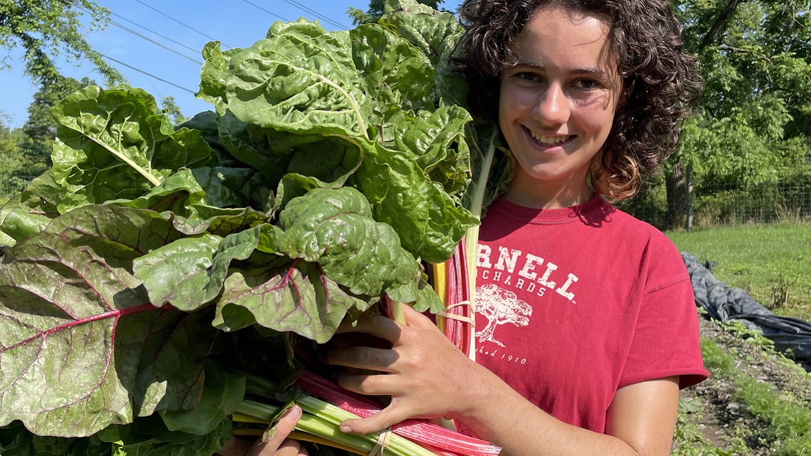 A student manager at the farm with chard