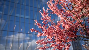Early spring blooms on the Cornell Tech campus on Roosevelt Island in New York City.