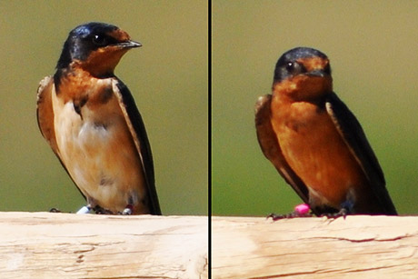 barn swallows