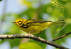 prairie warbler