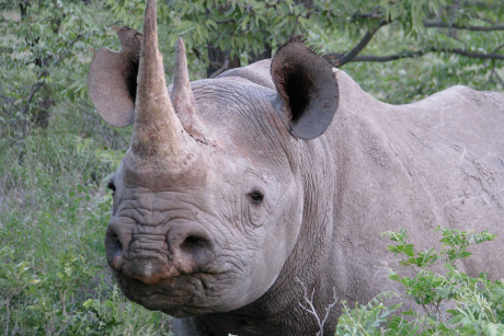 black rhino