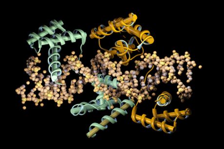 DNA transcription