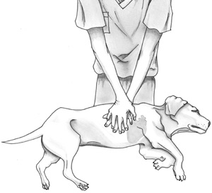 resuscitating a dog