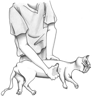 resuscitating a cat