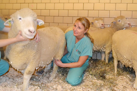 Lisa Fortier examines sheep