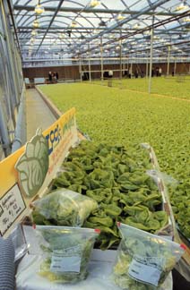 9,000-foot hydroponic greenhouse