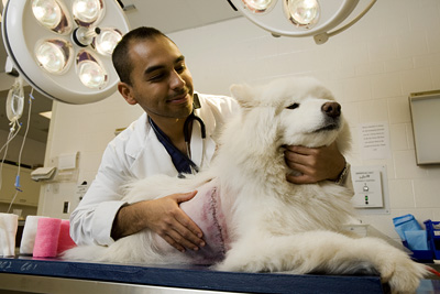 Julio Lopez, DVM '08