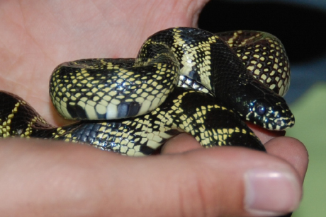 Eric Sibbalds holds kingsnake