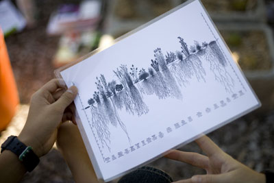 plant root system diagram