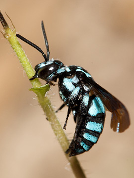 Thyreus splendidulus