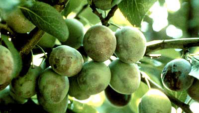 Plum Pox virus (PPV)